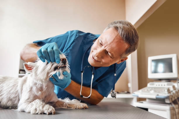 Best Holiday Emergency Dentist in Oak Island, NC